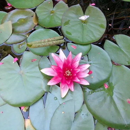 Lägenhet Apartment Siofok 18 *