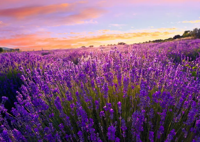 Apartment Siofok 18 Apartment Siofok