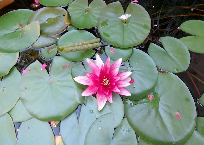 Apartment Apartment Siofok 18 *